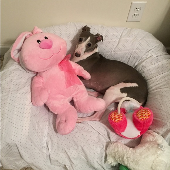 Meet me and my and my 2 iggies!💕 - Picture 4 of 4